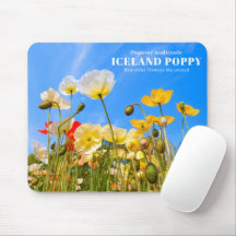 Iceland Poppy