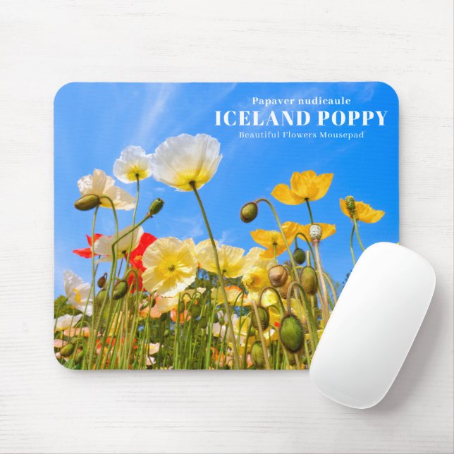 Iceland Poppy Musmatta (Med mus)
