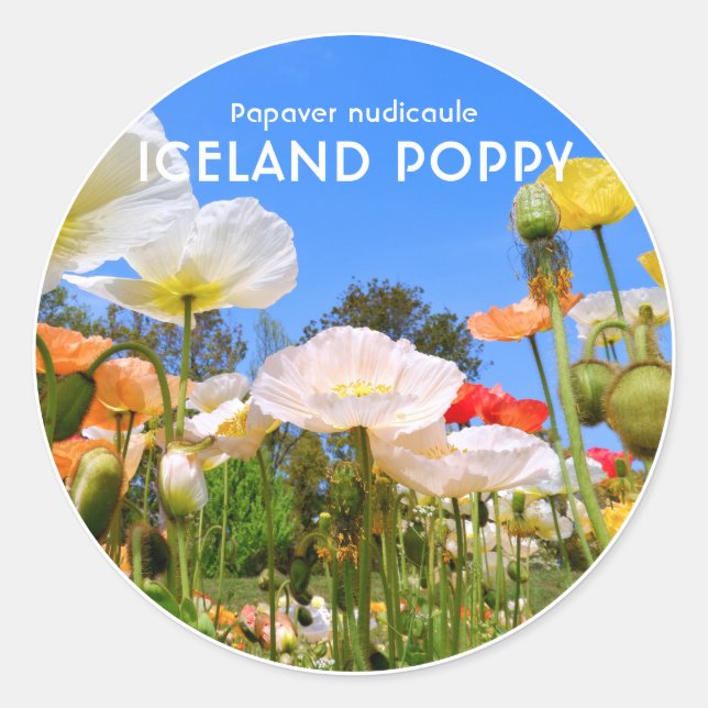 Iceland Poppy Runt Klistermärke (Framsida)