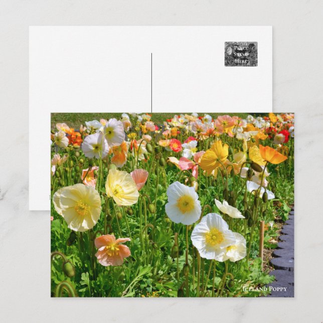 Iceland Poppy Vykort (Fram/baksida)