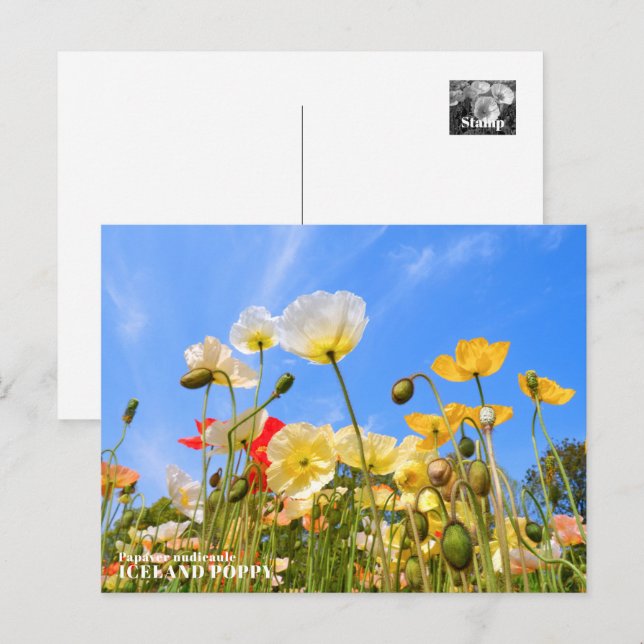 Iceland Poppy Vykort (Fram/baksida)