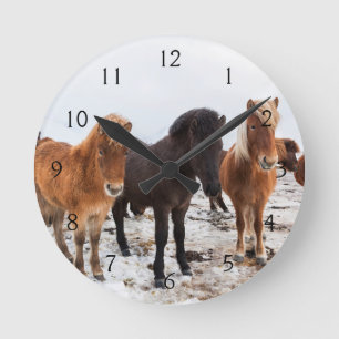 Icelandic Horse during winter on Iceland Rund Klocka