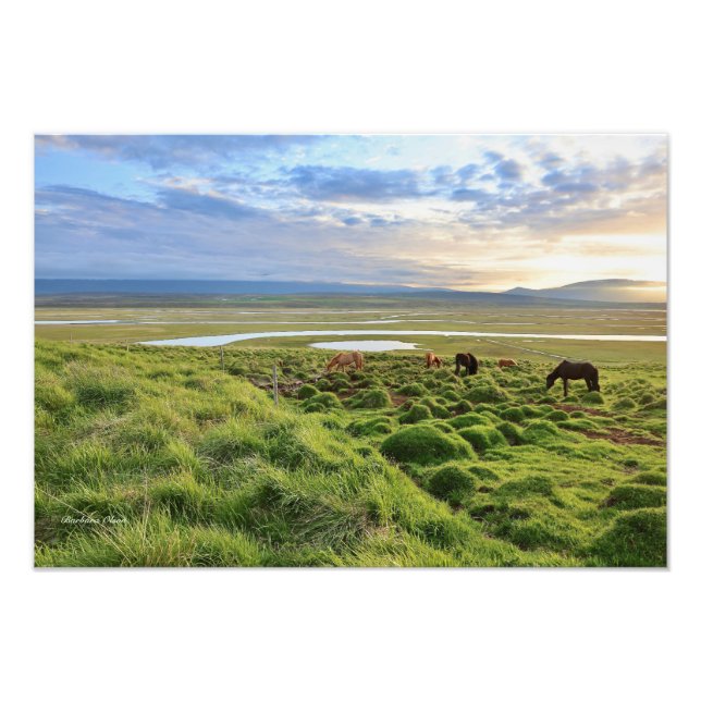 Icelandic horses; country scene fototryck (Framsidan)