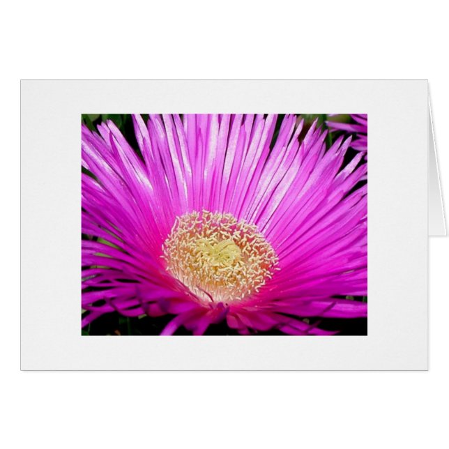 ’Iceplant Blommar’ Hälsningskort (Framsidan Horizontal)