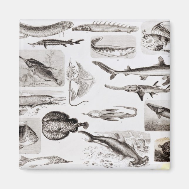 Ichthyologi- Elasmogren, Ganoid Magnet (Framsidan)