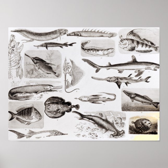 Ichthyologi- Elasmogren, Ganoid Poster (Framsidan)