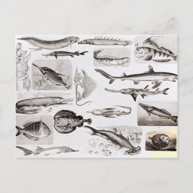 Ichthyologi- Elasmogren, Ganoid Vykort (Framsida)