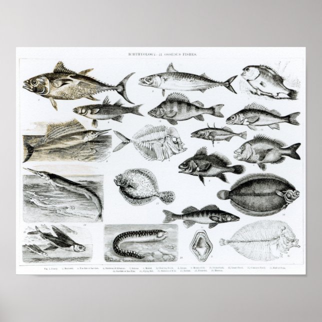 Ichthyologi Osseous Fishes Poster (Framsidan)