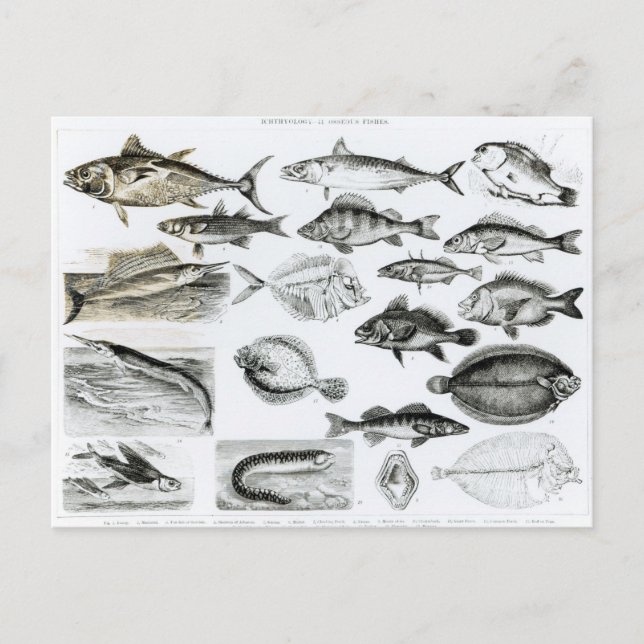 Ichthyologi Osseous Fishes Vykort (Framsida)