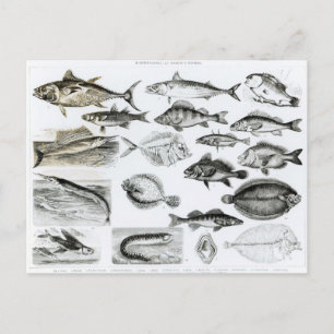 Ichthyologi Osseous Fishes Vykort