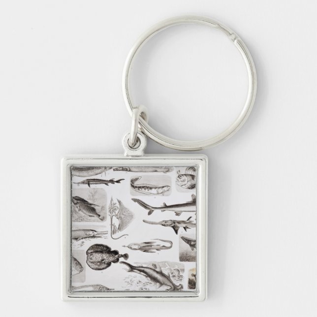 Ichthyology Elasmobranch som är ganoid Fyrkantig Silverfärgad Nyckelring (Framsidan)