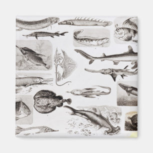 Ichthyology Elasmobranch som är ganoid Magnet