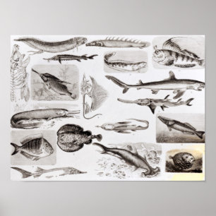 Ichthyology Elasmobranch som är ganoid Poster