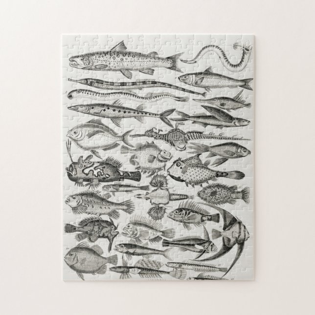 Ichthyologyiktyologi, fisk, hav, iktylolog pussel (Vertikal)