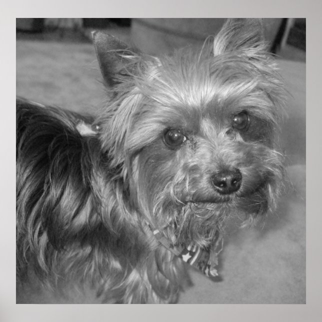 Icke-nonsens Valp Poster (Framsidan)