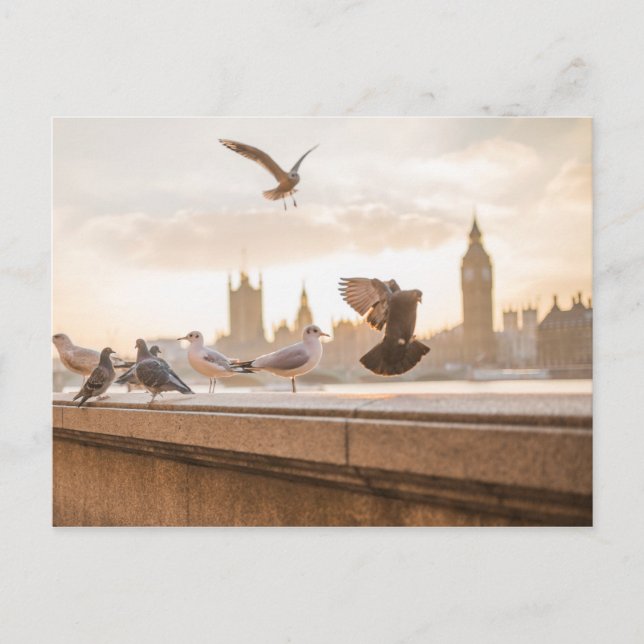 Iconic Big Ben och Westminster med Pigeons Vykort (Framsida)