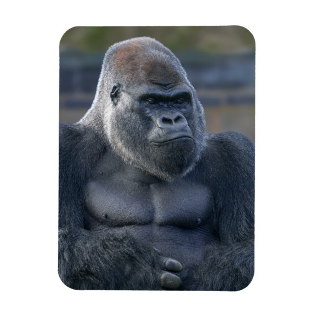 Iconic Silverback Oumbi Magnet (Vertikal)