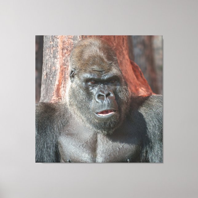 Iconic Silverback - Oumbi Oveiled Canvastryck (Framsida)