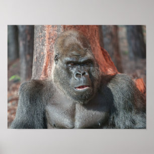 Iconic Silverback - Oumbi Oveiled Poster