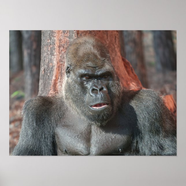 Iconic Silverback - Oumbi Oveiled Poster (Framsidan)