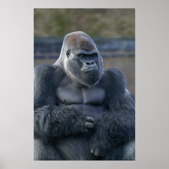 Iconic Silverback Oumbi Poster (Framsidan)