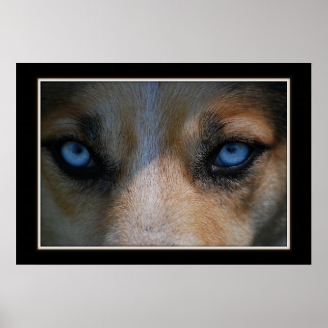 Icy Blue Canine Eyes Poster (Framsidan)
