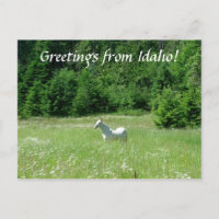 Idaho äng - vykort