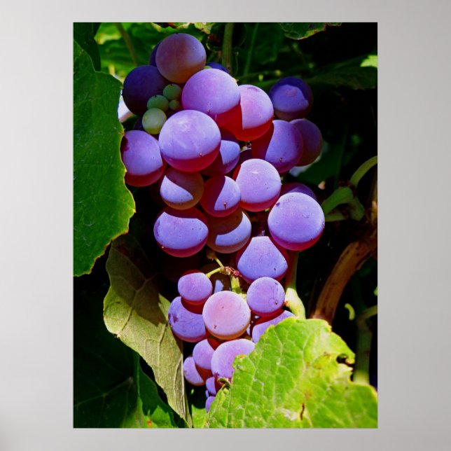 Idaho Concord Grapes Poster (Framsidan)