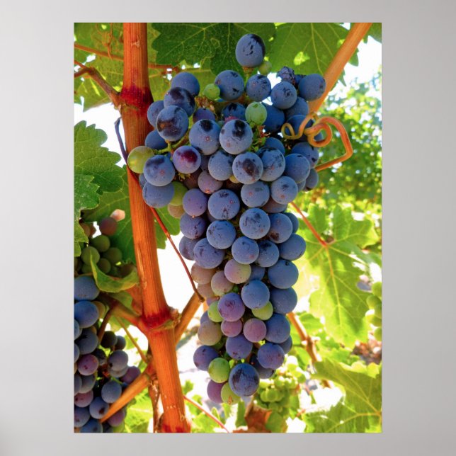 Idaho Concord Grapes Poster (Framsidan)