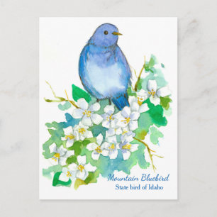 Idaho Mountain Bluebird Vykort