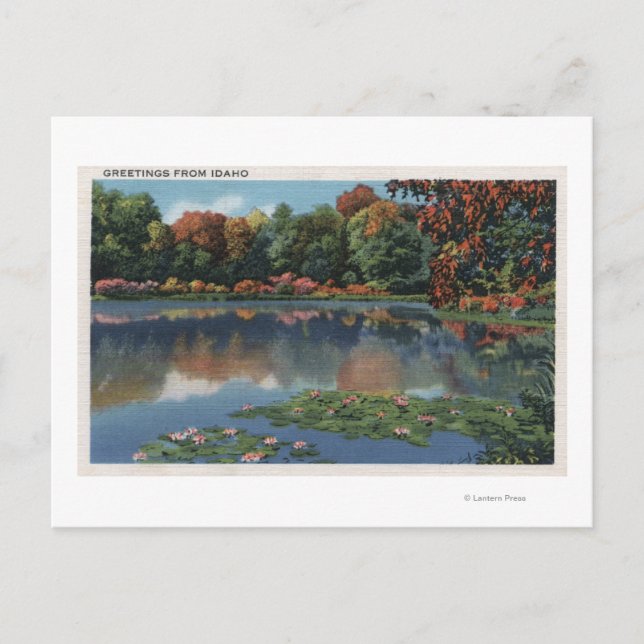 Idaho Sjö Scene med Lily PadsIdaho Vykort (Framsida)