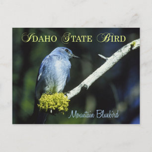 Idaho State Bird - Mountain Bluebird Vykort