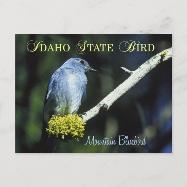 Idaho State Bird - Mountain Bluebird Vykort (Framsida)