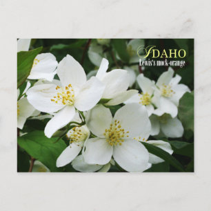 Idaho State Flower: Lewis's mock-orange Vykort