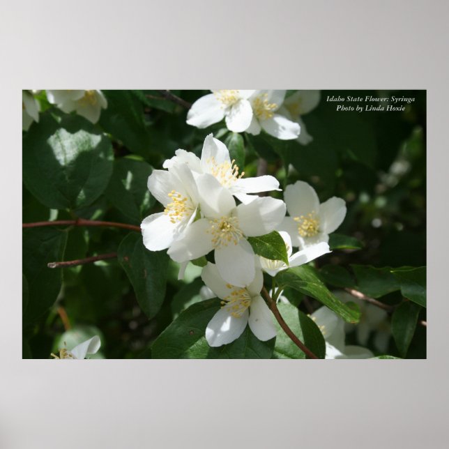 Idaho State Flower: Syringa Poster (Framsidan)