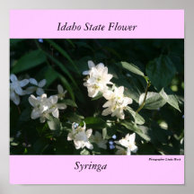 Idaho State Flower, Syringa