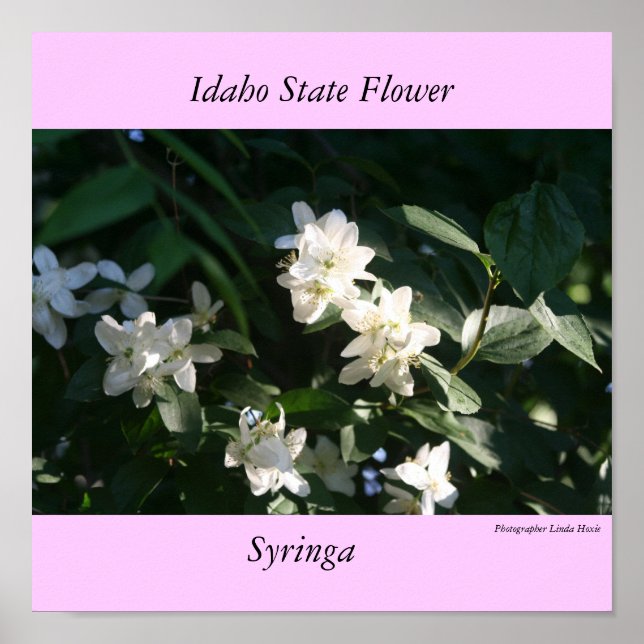 Idaho State Flower, Syringa Poster (Framsidan)