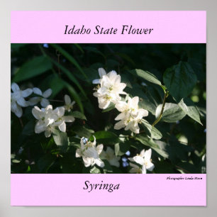 Idaho statlig blomma, syringaen poster