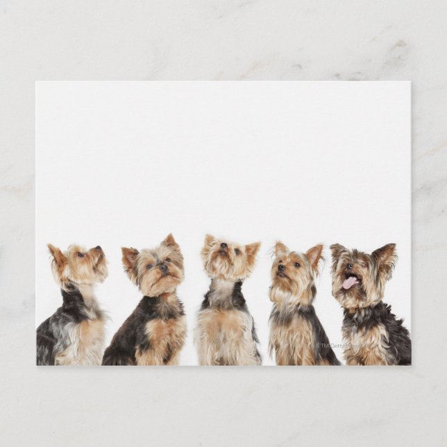 Identisk hundar sitta tillsammans vykort (Framsida)