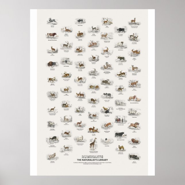 Idisslare - Naturalist's Library Poster (Framsidan)