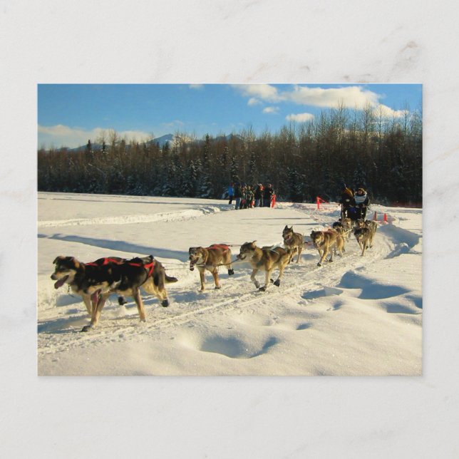 Iditarod Trail Sled Dog Race Vykort (Framsida)