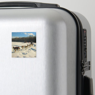 Iditarod Trail Sled Hund Tävling Magnet
