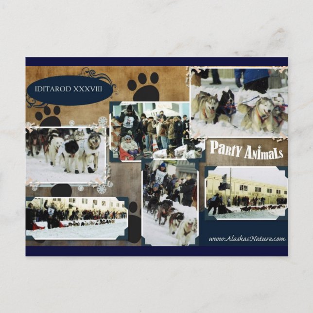 Iditarod vykort (Framsida)