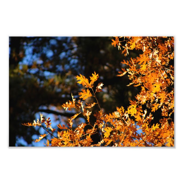 Idyllild - Gräs Cove Fototryck (Framsidan)