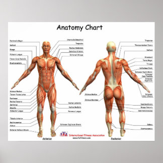 IFA Anatomidiagram Poster