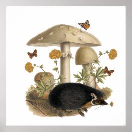 Igelkott Svamp Botanisk Illustration Collage Poster