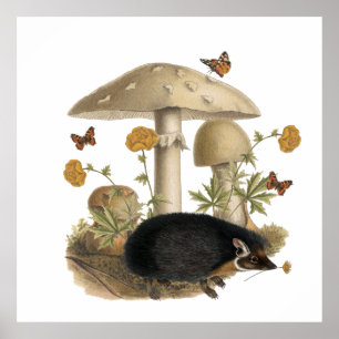 Igelkott Svamp Botanisk Illustration Collage Poster