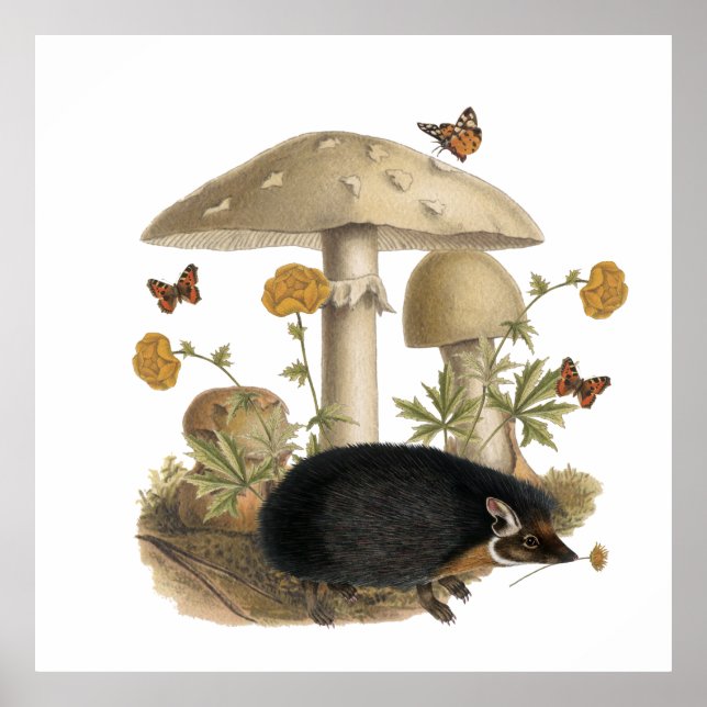 Igelkott Svamp Botanisk Illustration Collage Poster (Framsidan)