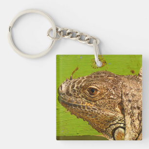 IGUANA