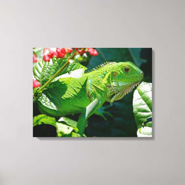 Iguana Canvastryck (Framsida)